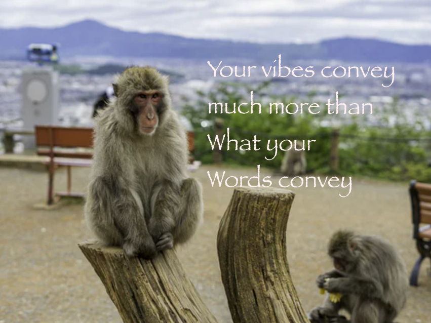 vibes vs words