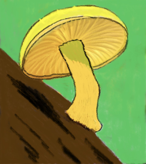 Yellow mushroom